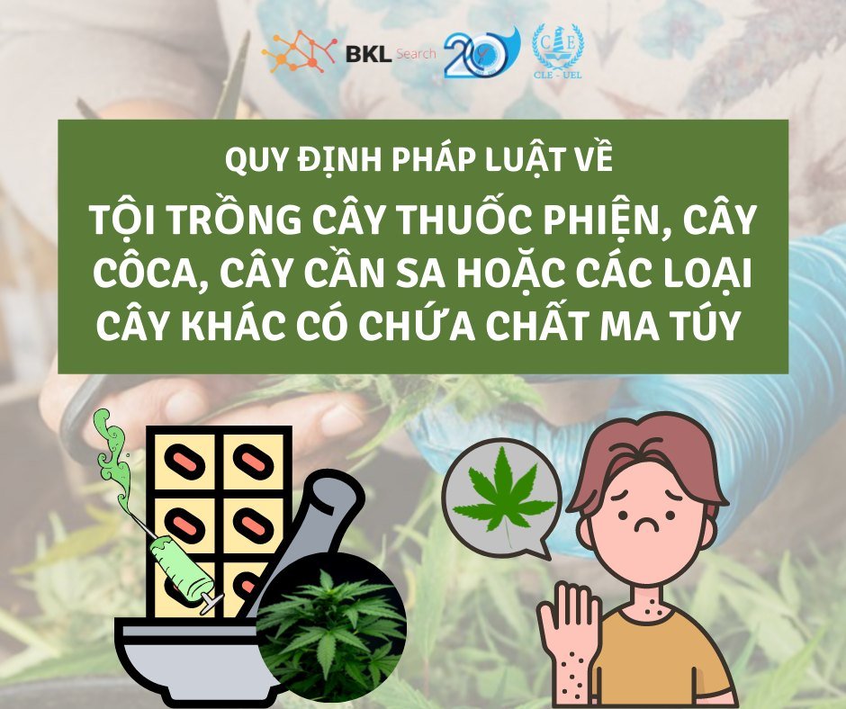 Quy định pháp luật về tội trồng cây thuốc phiện, cây cô-ca, cây cần sa hoặc các loại cây khác có chứa chất ma túy