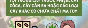 Quy định pháp luật về tội trồng cây thuốc phiện, cây cô-ca, cây cần sa hoặc các loại cây khác có chứa chất ma túy